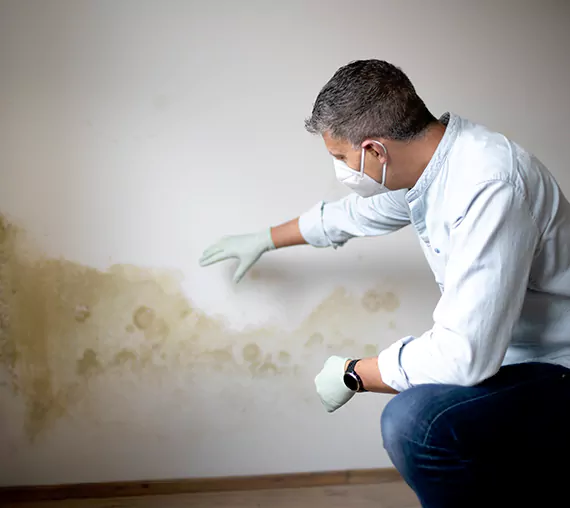 Mold Removal Service in Temecula, CA